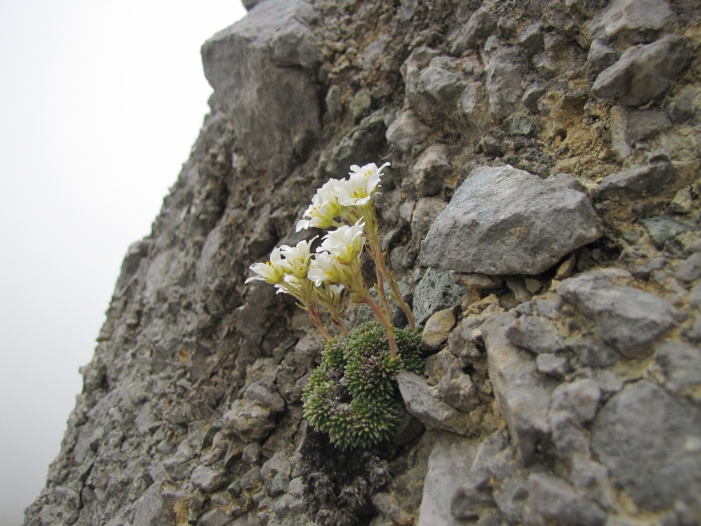 Saxifraga vandellii / Sassifraga di Vandelli